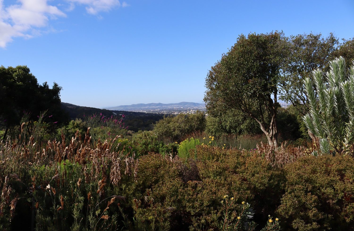 Kirstenbosch National Botanical Garden