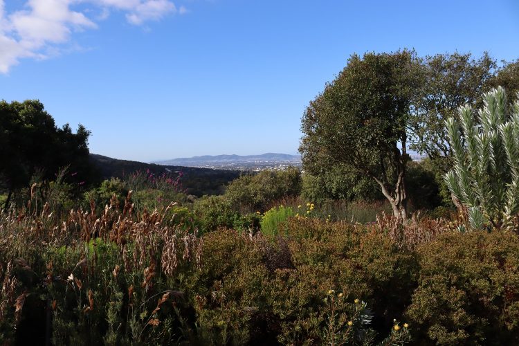 Kirstenbosch National Botanical Garden