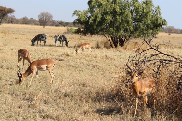 Mabula Game Lodge